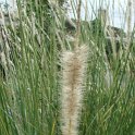 Pennisetum macrourum fleur